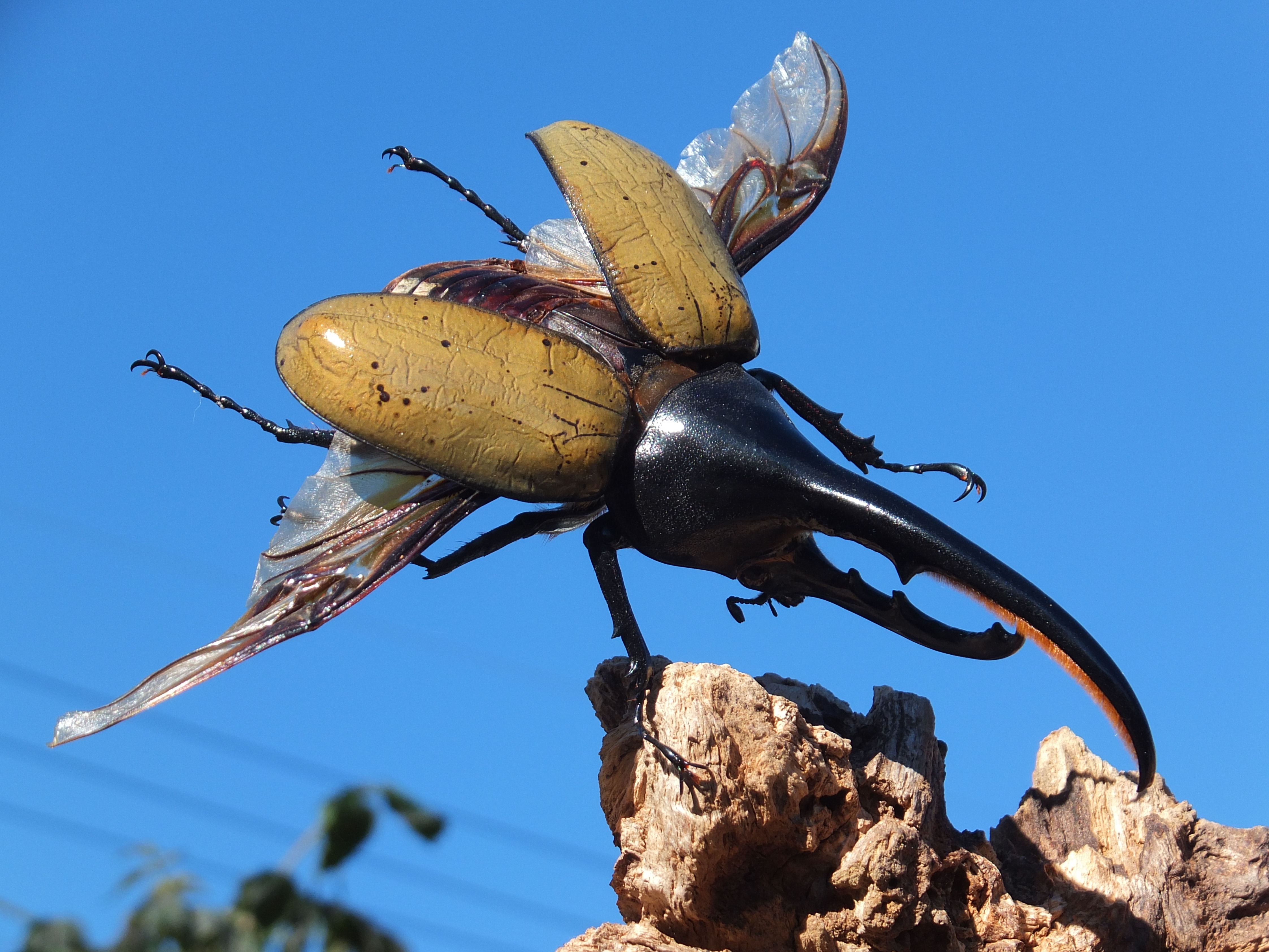 戦闘態勢 クワカブジオラマ写真コンテスト エントリーno8 クワガタとカブトムシの販売 通販専門店 月夜野きのこ園販売情報