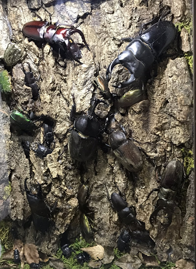 真夏の夜の甲虫達】クワカブジオラマ写真コンテスト：エントリーNO7 