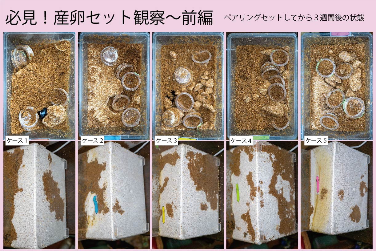 産卵